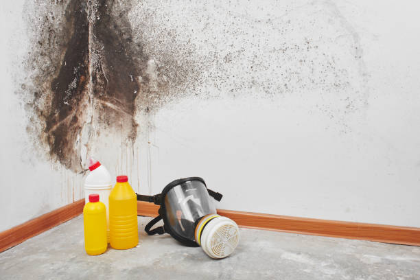 Best Industrial Mold Remediation in Sterling Heights, MI