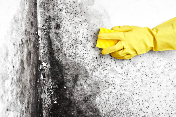 Best Residential Mold Remediation in Sterling Heights, MI
