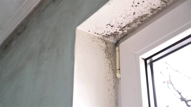 Best Bathroom Mold Remediation in Sterling Heights, MI