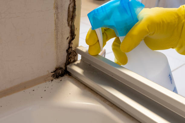 Best White Mold Remediation in Sterling Heights, MI
