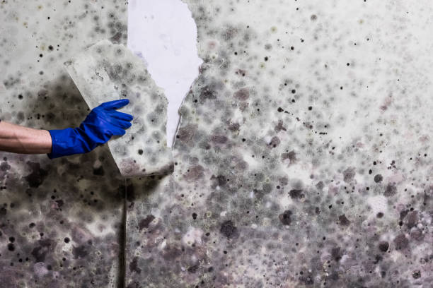 Best Black Mold Remediation in Sterling Heights, MI
