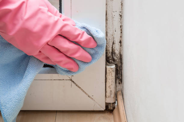Best Mold Testing and Inspection Services in Sterling Heights, MI